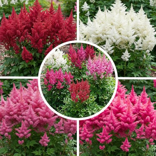 FLORIUM Astilbe Stauden Super Kollektion (10 Wurzeln) Winterharte mischung von 5 Sorten, große Mehrjährig Pflanzen aus Holland, Ideal für Garten und Blumenbeete (kein Samen, nicht künstlich zwiebeln)