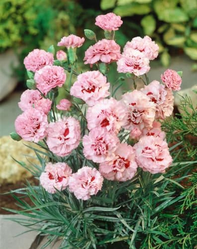 Dianthus plumarius 'Ine' 9x9 cm Topf – Winterhart, Mehrjährig, Pflegeleicht – Pfingstnelke – Staude für Steingarten & Beet