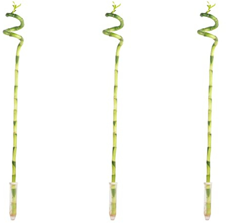 3er-Set Glücksbambus spiralförmig - Höhe ca. 50 cm, Topf-Ø 5 cm - Dracaena Sanderiana