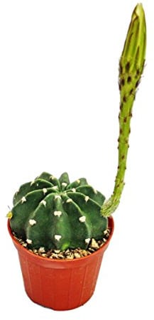 Echinopsis subdenundata - kleine Pflanze im 5,5cm Topf