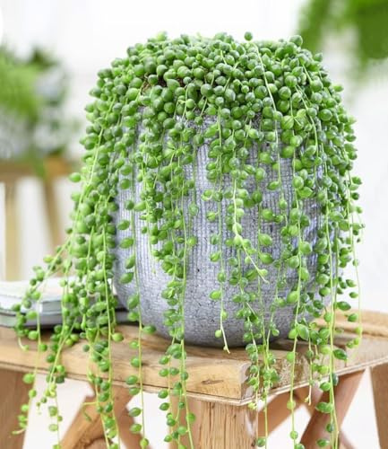 BALDUR Garten 1x Erbsenpflanze Senecio rowleyanus, Pflanze im 12 cm-Topf, Perlenkette, Perlenschnur, Sukkulente, Grünpflanze, mehrjährig - frostfrei halten, pflegeleicht, Wasserbedarf gering