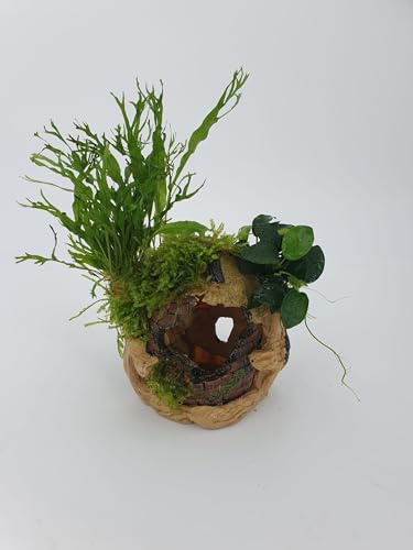 SAHAWA Garnelenbäumchen Polyresin Fischhaus, Laichhöhle ca.10x11 cm mit Echtem Farn, Anubias und Moos Bepflanzt, Aquarium Deko, Handmade
