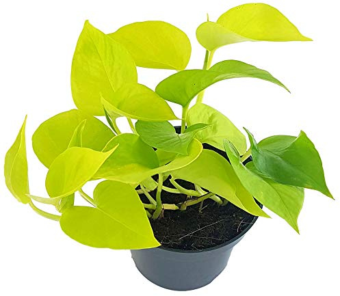Fangblatt - Epipremnum 'Golden Pothos' - leuchtend gold-gelbe Efeutute - strahlende Grünpflanze im Ø 12 cm Topf - Zimmerpflanze zum Hängen