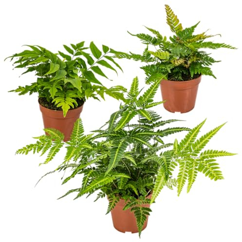 Bloomique - 3er-Set - Farne Winterhart für Garten - Gartenpflanze - Immergrün - Stauden - Höhe 20-30 cm - Topf 12 cm