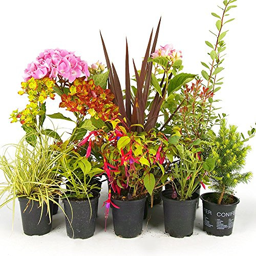 Gardeners Dream Pflanzen Set - 5 Winterharte Pflanzen für Garten - Grünpflanzen, Gräser, Sträucher & Kletterpflanzen winterhart mehrjährig Mischung - Winterharte Pflanzen für Balkon & Kübel
