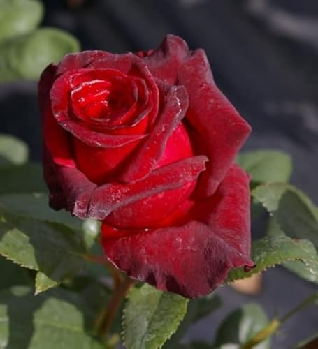 Edelrose Black Baccara ® - Rosa Black Baccara ® - Teehybride - Meilland-Rose