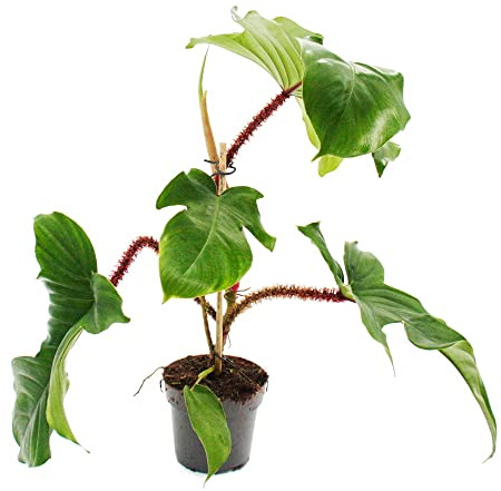 Philodendron squamiferum - der wilde rotstielige Baumfreund - 12cm Topf