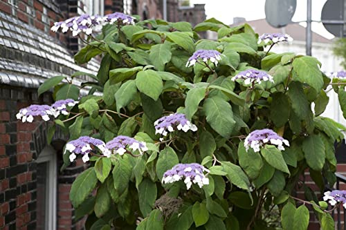 Hydrangea aspera 'Macrophylla' 40-60 cm – Winterhart, Mehrjährig, Pflegeleicht – Samthortensie – Zierstrauch für Garten & Beet