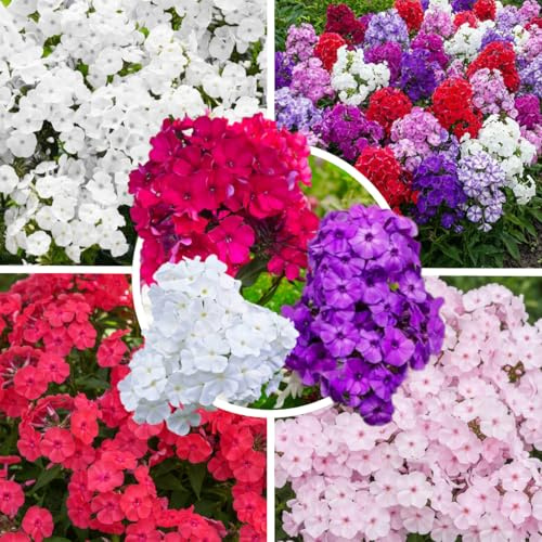 FLORIUM Phlox Paniculata Royal Kollektion (10 Pflanzen/Wurzeln), Mehrjährig mischung von 5 Sorten, Winterharte Stauden aus Holland, Gartenpflanzen für Rabatten (kein Samen, nicht künstlich zwiebeln)