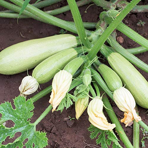 Zucchini Bianca di Trieste Samen