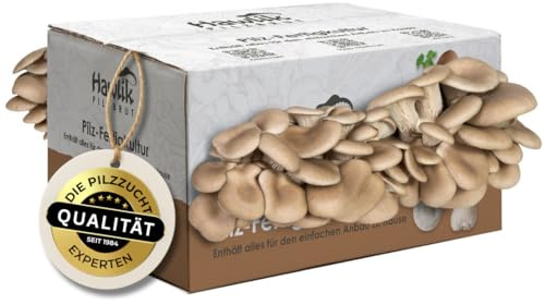 Hawlik Pilzbrut - Austernpilzkultur Zuchtset - Pilzkultur zum selber züchten - bis zu 1.5 kg frische Austernpilze ernten (mittel) - Pilze züchten Set