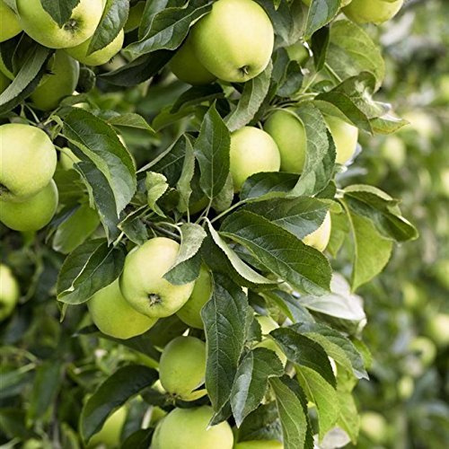 Apfelbaum 'Weißer Klarapfel' 200 cm Topf Malus domestica winterhart duftend | Malus domestica, weiße duftende Blüten im Frühjahr, frühreife Ernte im Hochsommer, sonnig bis halbschattig, Streuobstwiese