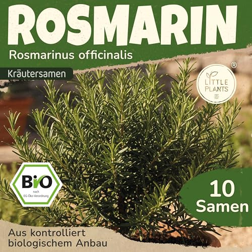 Little Plants BIO Rosmarin Samen 10 Rosmarinsamen Kräutersamen Samenfest für Kräutergarten Kräuter Samen Küchenkräuter für Küche, Balkon und Garten