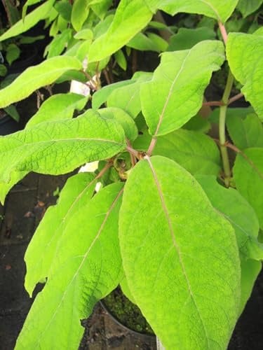 Hydrangea aspera ssp. sargentiana Goldrush - Samthortensie - 40-60cm