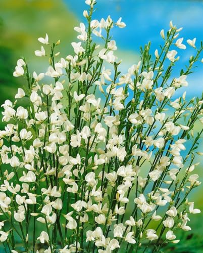 Cytisus praecox 'White Lion' 30-40 cm – Winterhart, Mehrjährig, Pflegeleicht – Elfenbeinginster – Zierstrauch für Garten & Beet