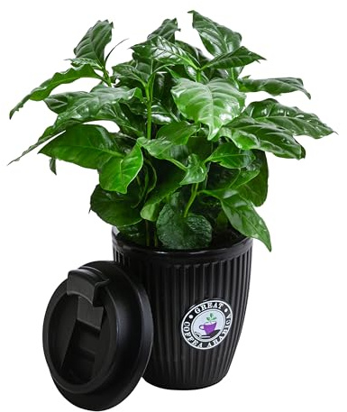 Dehner Kaffeepflanze, Coffea arabica, im To-Go Becher, 30 cm inkl. Übertopf, Ø Topf 9 cm, Zimmerpflanze
