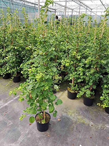 Kletter-Hortensie, Höhe: 150-160 cm, Hydrangea petiolaris, Kletterhortensie + Dünger