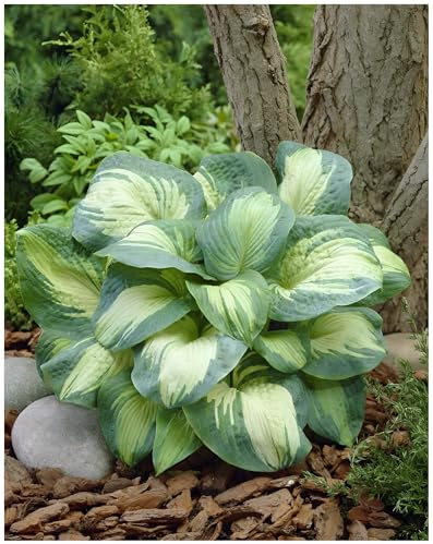 Stauden Gänge 1 x Hosta sieboldiana 'Great Expectations' im 1 Liter Topf (Staude/Winterhart/Bodendecker/Mehrjährig) Funkie, Herzblatt-Lilie - Elegante Blattschönheit in Creme und Grün