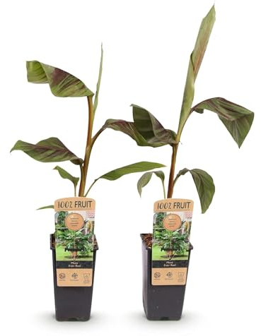 Green boutiQ - Obstpflanze - Musa Ever Red - Bananenbaum - Winterhart - Grün-Rot - 2 Pflanzen - Topf 15cm - Höhe 50cm