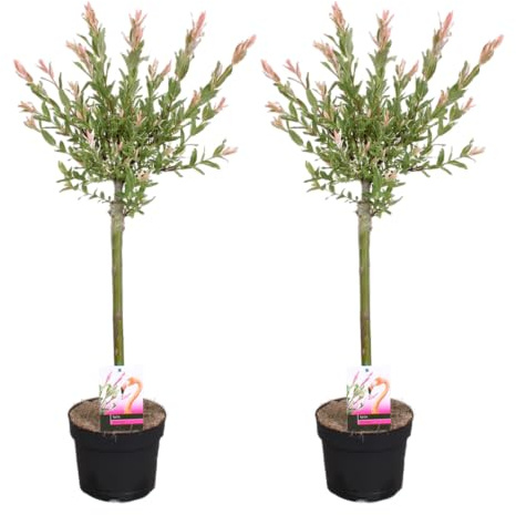 Bloomique - 2er-Set - Salix Flamingo - Harlekinweide - Winterharte Balkonpflanzen - Gartenpflanzen Winterhart - Höhe 60-80 cm - Topf 17 cm