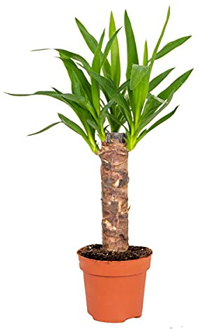 Bloomique - Yucca Elephantipes - Elefantenfuß-Yucca - Palmlilie - Zimmerpflanzen - Pflegeleicht - Luftreinigend - Höhe 30-40 cm - Topf 12 cm