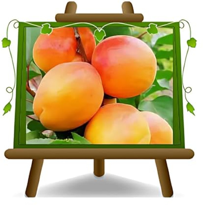 EURO PLANTS VIVAI Aprikosenbaum San Castrese Obstbaum im Topf 24–26 cm Höhe ca. 180 cm – Alter 4 Jahre - Italienische Gärtnerei