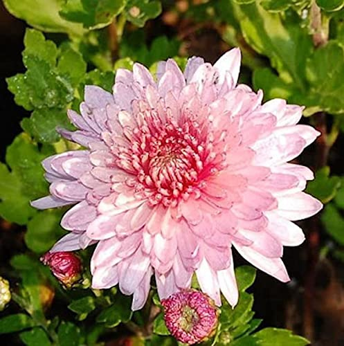 Winteraster Orchid Helen - Chrysanthemum hortorum - lebende Gartenpflanze aus den Baumschulen