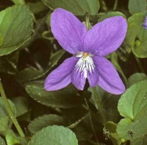 Duftveilchen Königen Charlotte - Viola odorata - lebende Gartenpflanze aus den Baumschulen