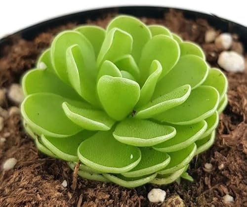 Fangblatt - Pinguicula esseriana - mexikanisches Fettkraut - kleinbleibende fleischfressende Pflanze - besondere Karnivore