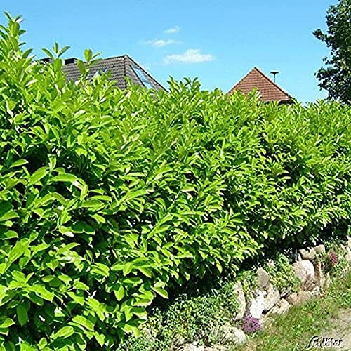 GARTEN SCHLÜTER® Kirschlorbeer Caucasica - 80-100 cm | Hecken Pflanze immergrün & winterhart als Sichtschutz - Pilzfreie mehrjährige Lorbeerkirsche Prunus Laurocerasus