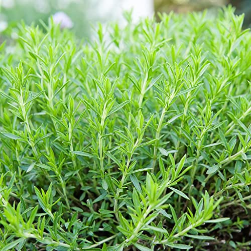 100 Estragonsamen (Artemisia Dracunculus)