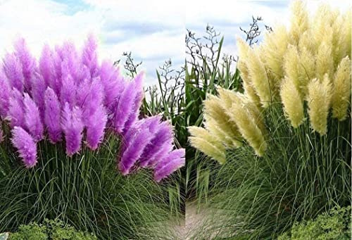 Set Frosthartes Amerikanisches Pampasgras Cortaderia Ziergras im Mix 1xrosa 1xweiß