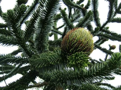Chilenische Andentanne Araucaria araucana Pflanze 15-20cm Araukarie Schmucktanne