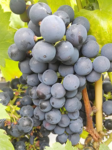 Vitis vinifera 'Regent' 60–100 cm – Winterhart, Mehrjährig – Weinrebe – Kletterpflanze für Pergola & Rankhilfe