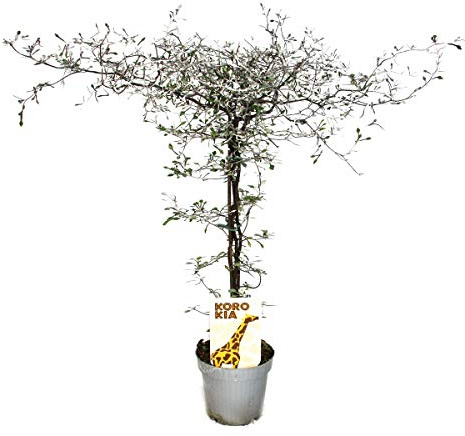 Corokia cotoneaster - Zick-Zack-Strauch - Schnurbaum
