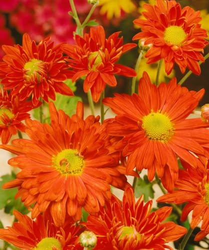 Chrysanthemum x hortorum 'Bernstein' 9x9 cm Topf – Winterhart, Mehrjährig, Pflegeleicht – Chrysantheme – Staude für Beet & Kübel