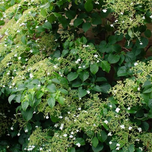 Bloomique - 2er-Set - Hydrangea Petiolaris - Kletterhortensie - Hortensie - Kletterpflanzen - Gartenpflanzen - Winterhart - Höhe 50-70 cm - Topf 15 cm