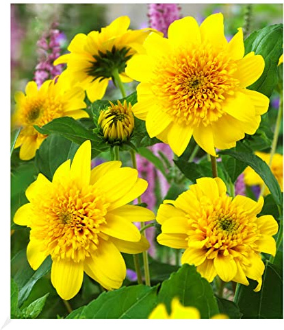 BALDUR Garten 1x Winterharte gefüllte Sonnenblume Happy Days, Pflanze im 9x9 cm-Topf, winterharte Staude, mehrjährig, für Standort in der Sonne geeignet, blühend, Helianthus decapetalus