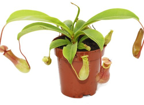 Kannenpflanze - Nepenthes - 9cm Topf