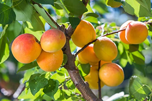 1 Aprikose  Ungarische Beste 120-150cm im großem Topf Aprikosen Obst Busch Prunus armeniaca ideale Kuchen- & Einmachfrucht – robust & winterhart