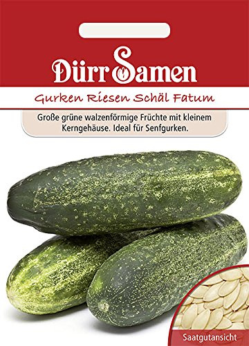 Gurken (Schälgurke Riesen)
