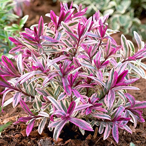 Hebe Heartbreaker - Immergrüner Blühender Strauch mit Buntem Laub - Winterharte Kübelpflanzen - Pflegeleichte Gartenpflanze im 9cm Topf - 15-25 cm