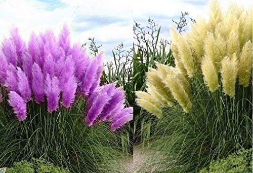 Big Set Frosthartes Amerikanisches Pampasgras Cortaderia Ziergras im Mix 5x rosa 5x weiß