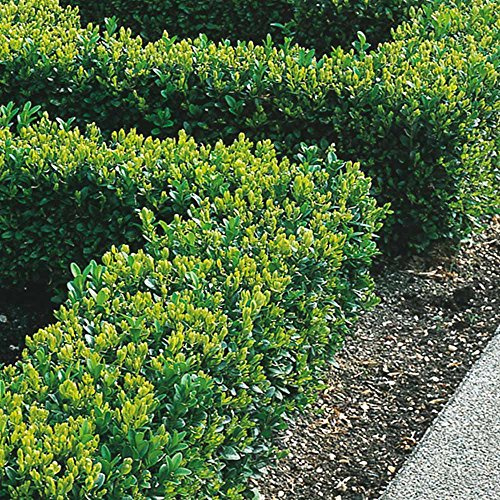 Gardeners Dream Buxus Sempervirens (25 Stk.) - Buchsbaum Heckenpflanzen Winterhart Immergrün - Ideal als Winterharte Pflanzen für Garten, als Winterharte Kübelpflanzen oder als Balkon Pflanzen
