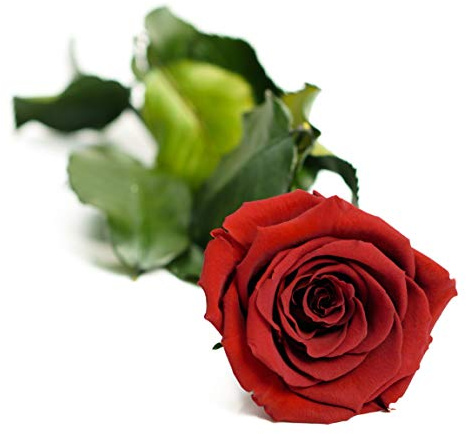 Carpe Diem Infinity Rose am Stiel (5 Jahre haltbar) Bordeauxrot | Echte langstielige Rose in Geschenkbox zum Valentinstag