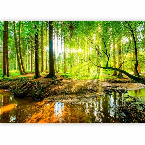 murando - Vlies Fototapete Wald 300x210 cm - Foto Tapete Schlafzimmer Wohnzimmer Moderne Vliestapete XXL Wandtapete Motivtapeten Bildtapete 3d Effekt Wand Dekoration - Sonnenschein c-B-0241-a-a