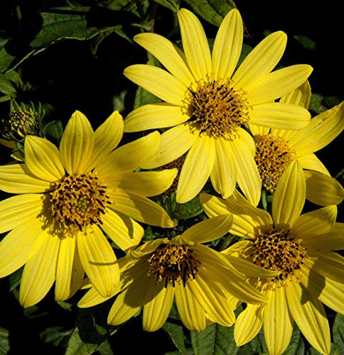 Stauden Sonnenblume Giganteus - Helianthus atrorubens - lebende Gartenpflanze aus den Baumschulen