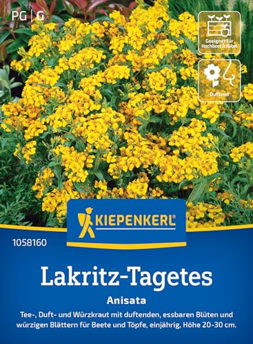 Kiepenkerl Lakritz-Tagetessamen Anisata 1058160, Kräutersaat | Duft- und Würzkraut mit duftenden, essbaren Blüten und würzigen Blättern- Pflanzen Samen