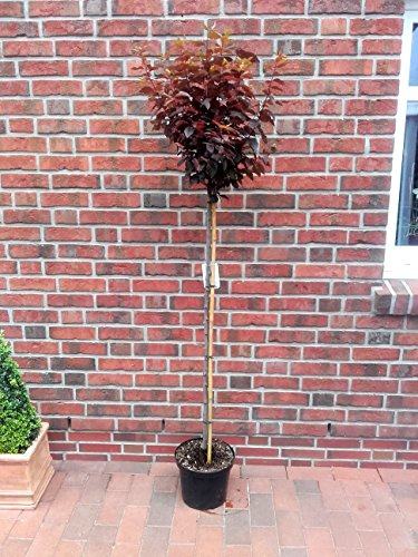 Blutpflaume auf Stamm, Blut - Pflaume, Prunus Nigra, essbare Früchte, 180-190 cm + Dünger