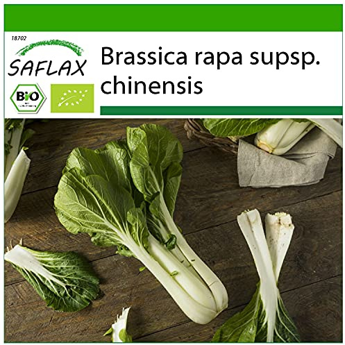 SAFLAX - BIO - Chinesischer Senfkohl - Pak Choi - 300 Samen - Brassica rapa